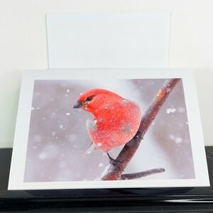 Pine Grosbeak Matte Finish 5"x7" Blank Photo Card - 4 Card Lot of the Same Photo